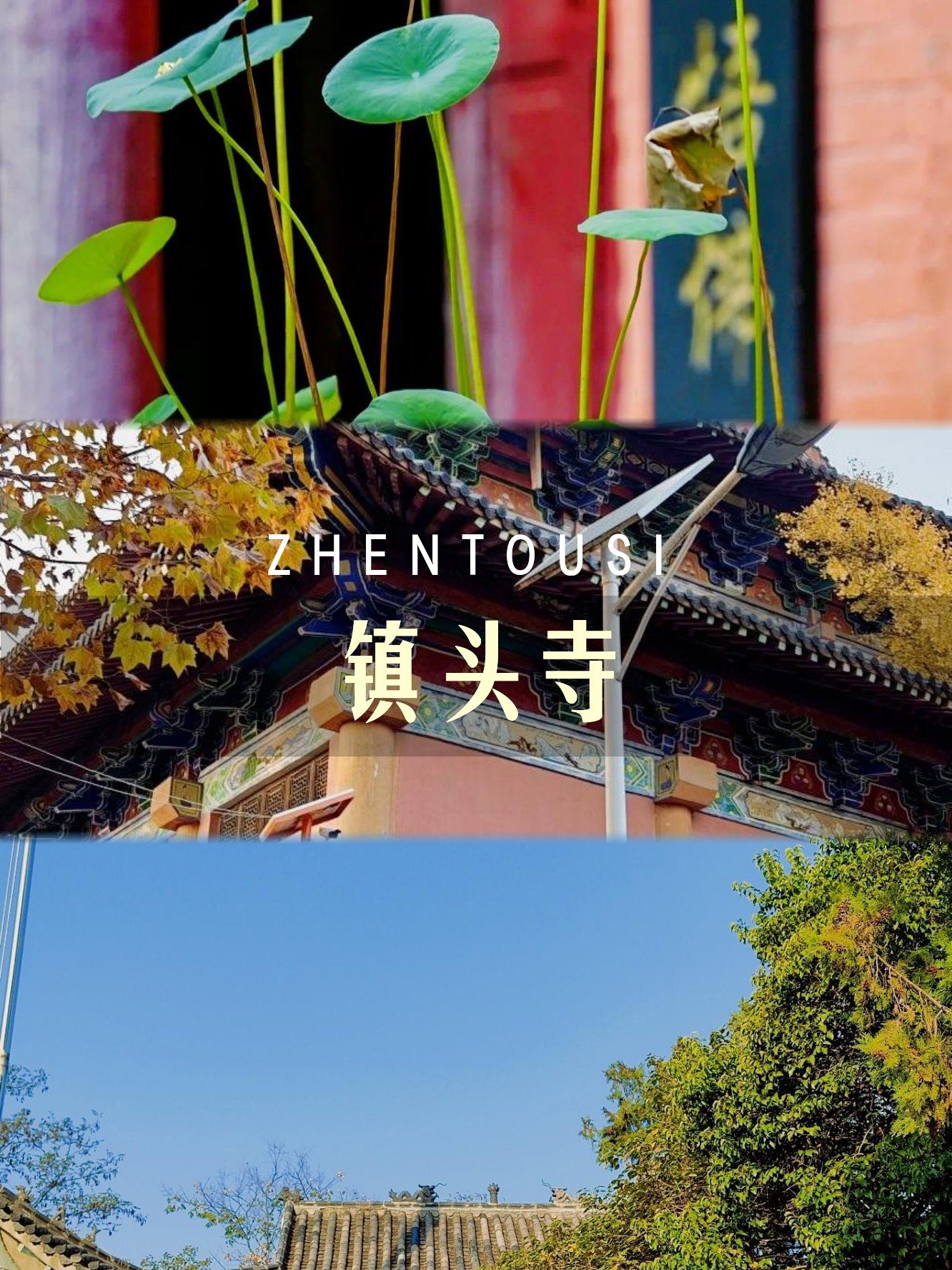 镇头寺旅游区🌿｜流沟古寺贡米飘香