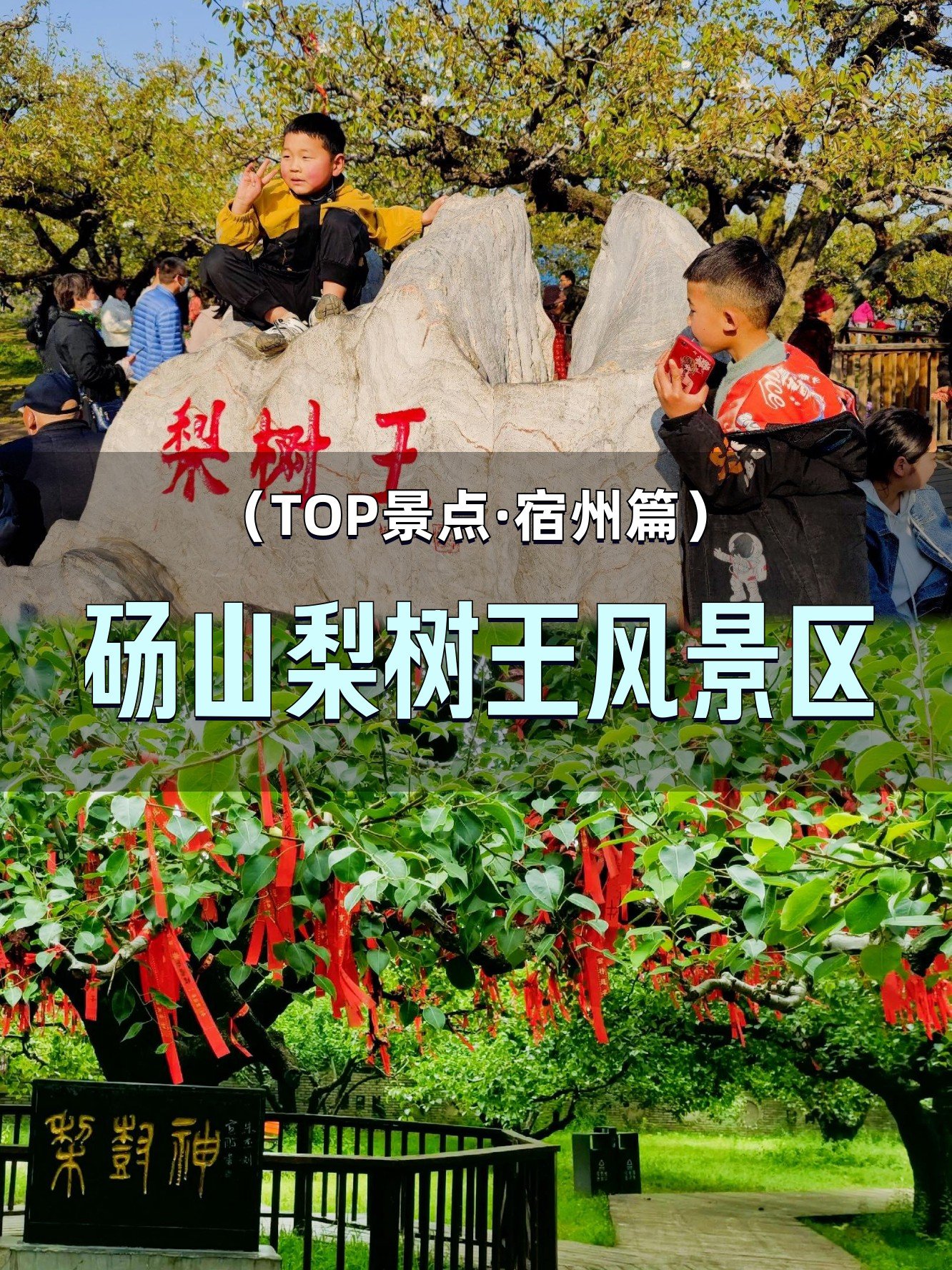 砀山梨树王景区🌸｜中国梨都的千年梨花海