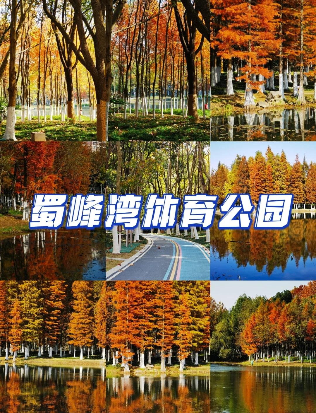 蜀峰湾公园｜大蜀山脚免费水杉湖泊治愈步道🌿