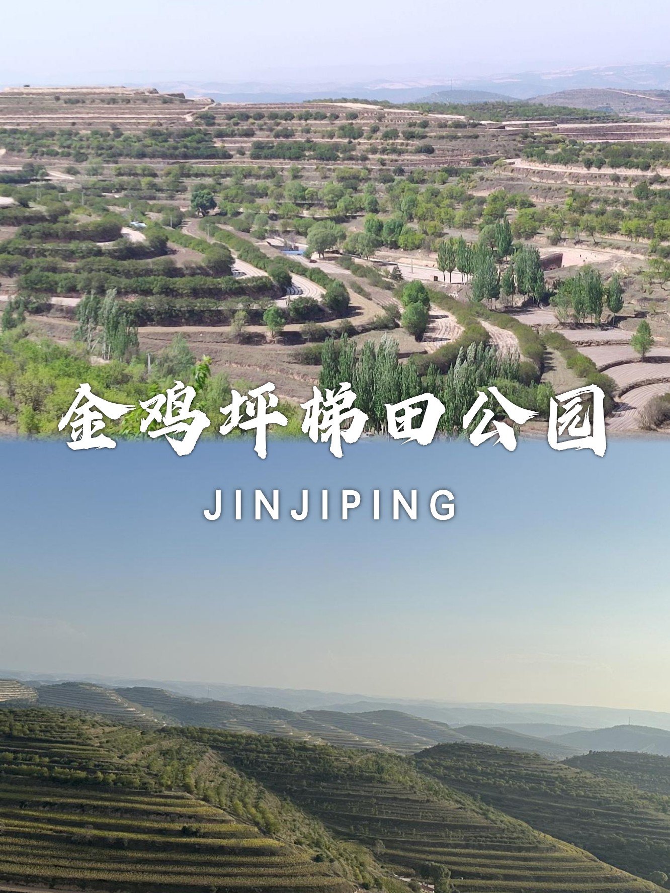 🌾金鸡坪梯田｜大地指纹·黄土高原绝美画卷🌾