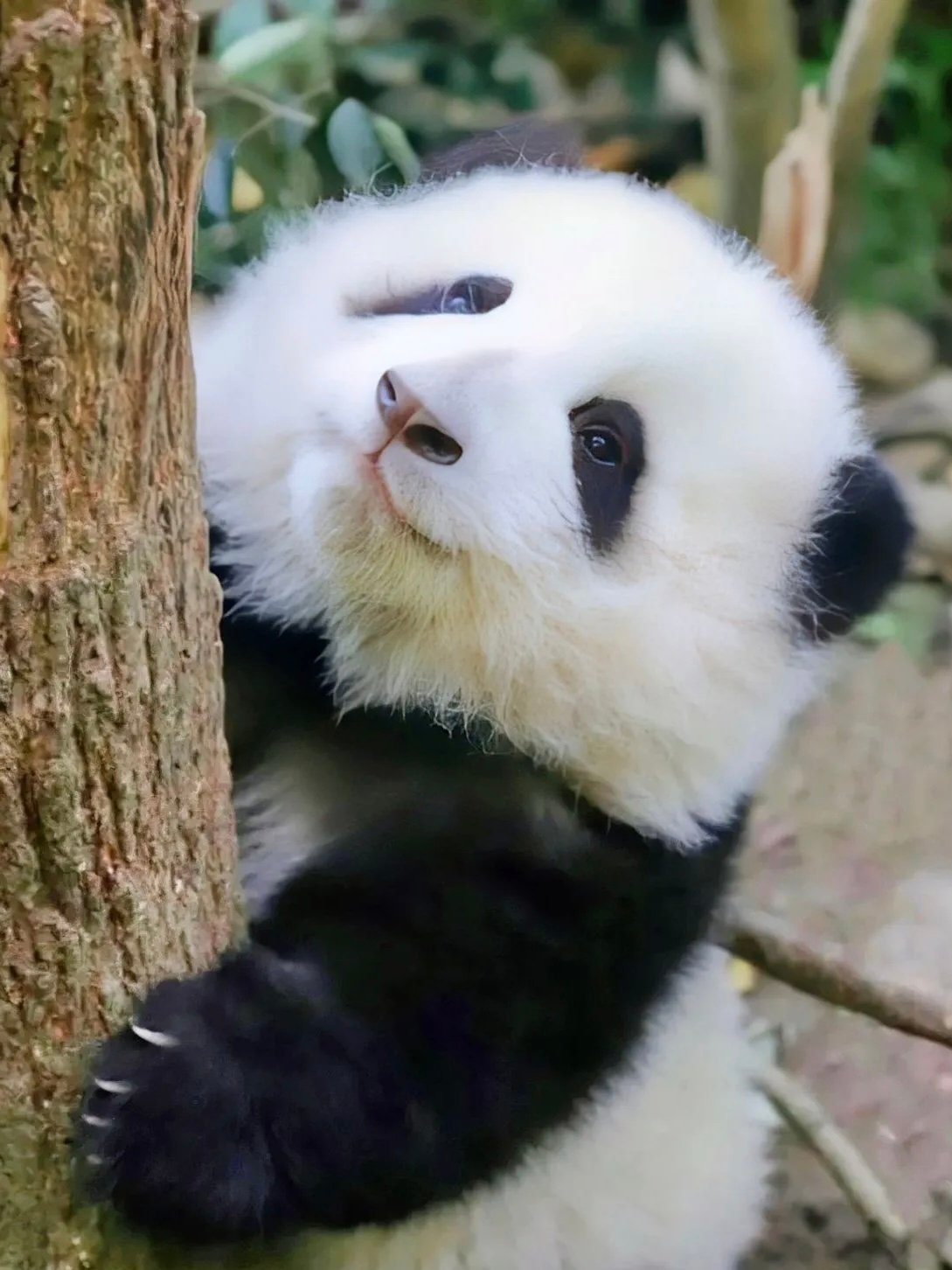 熊猫基地攻略---我终于看到了活的滚滚！🐼