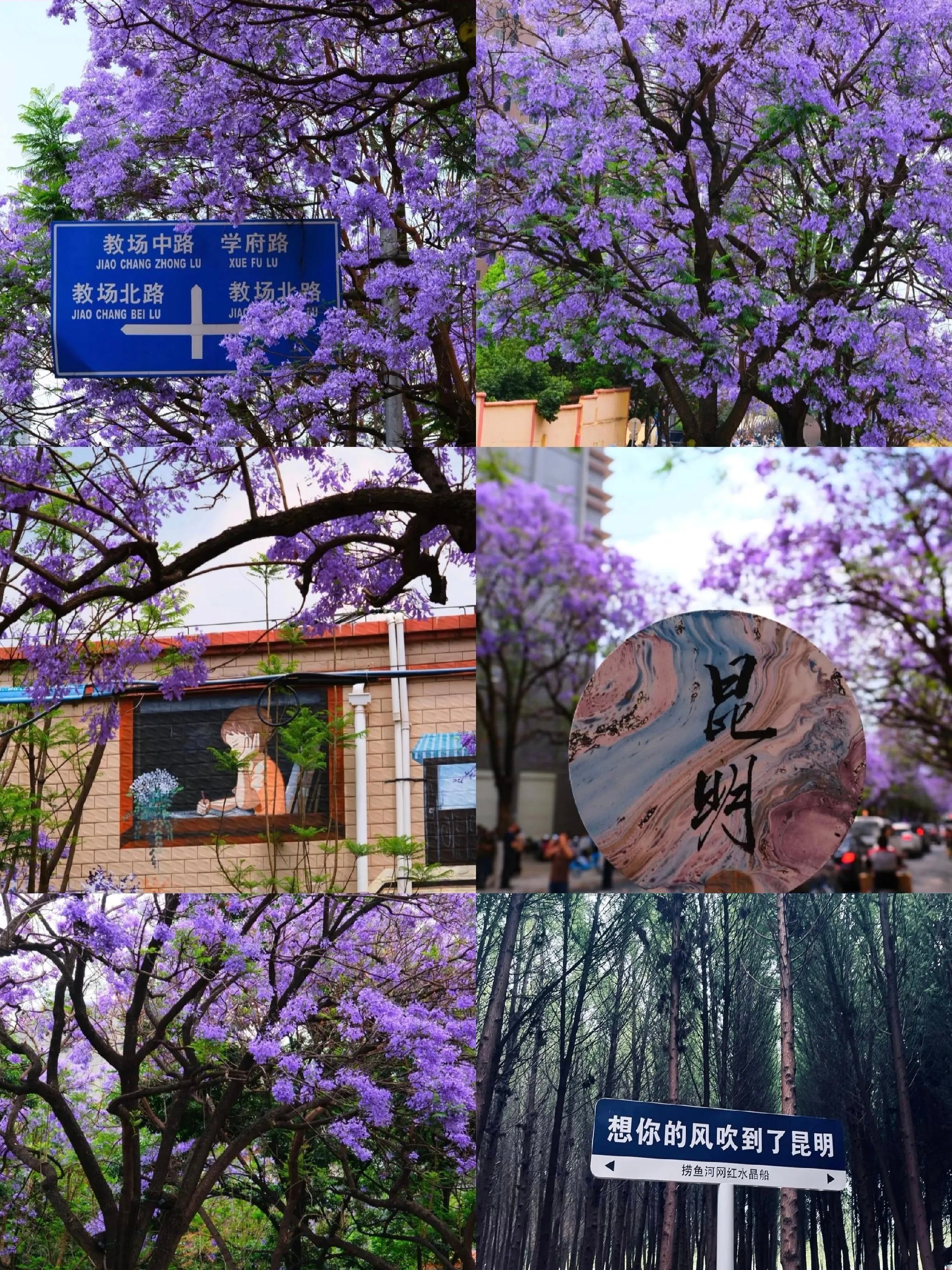 💜 每年4-5月的昆明，是属于蓝紫色的，这是独属于春城的浪漫