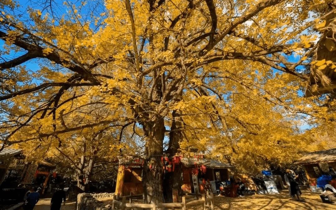 每年11月我必来这个村子！3000株古银杏黄了，整个村子都是金色的🍂