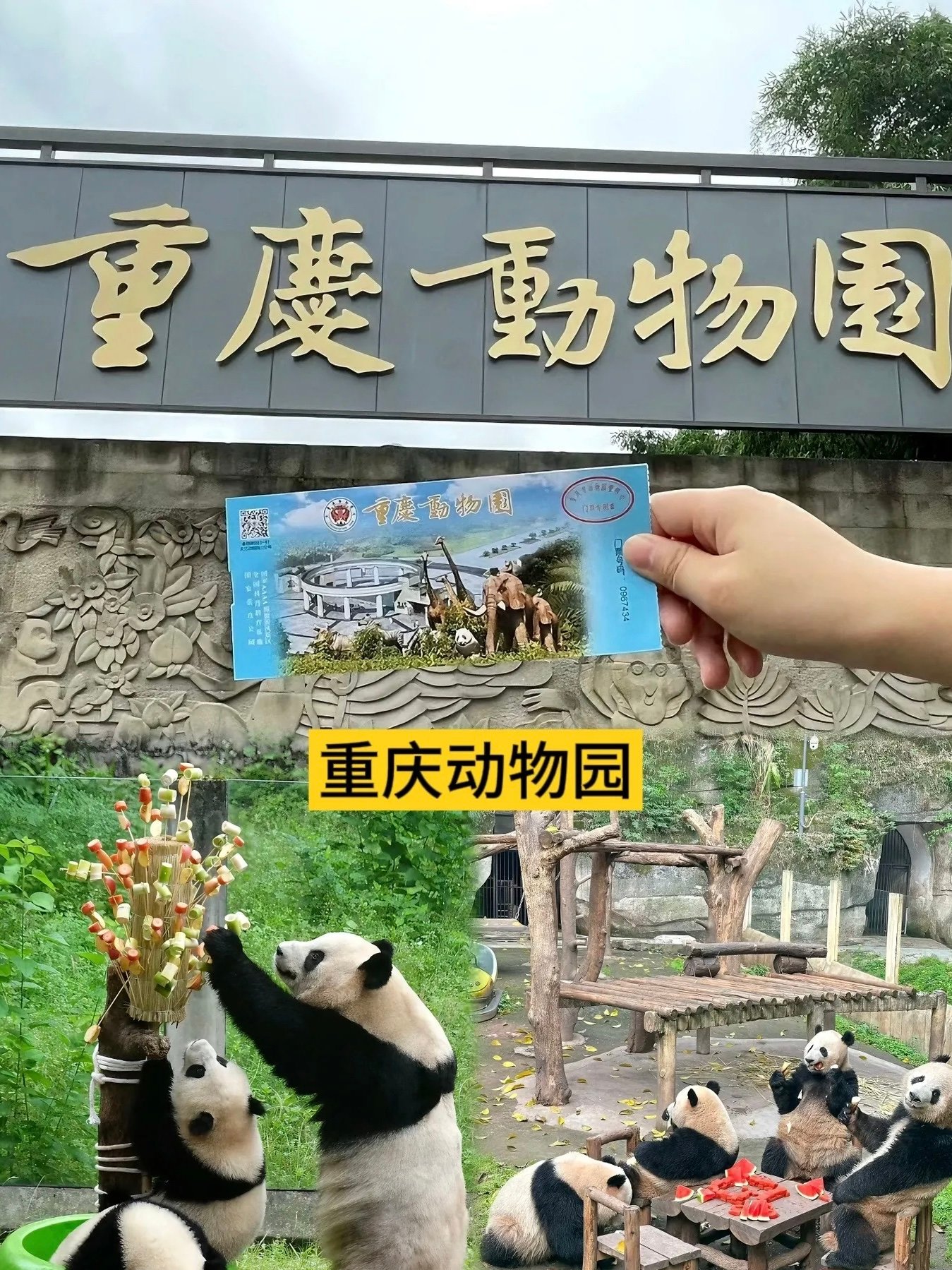带爸妈带娃来重庆必去！25块钱看一下午熊猫太值了❤️