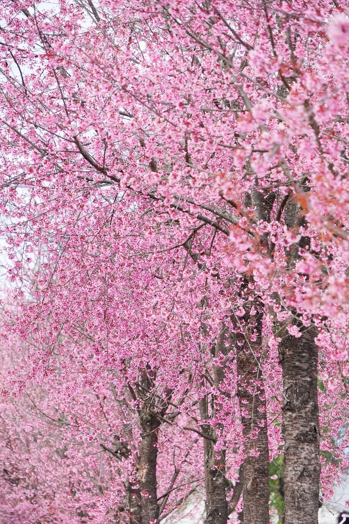 腾冲冬天最美的粉色！冬樱加温泉加瀑布，人少景美太舒服了🌸