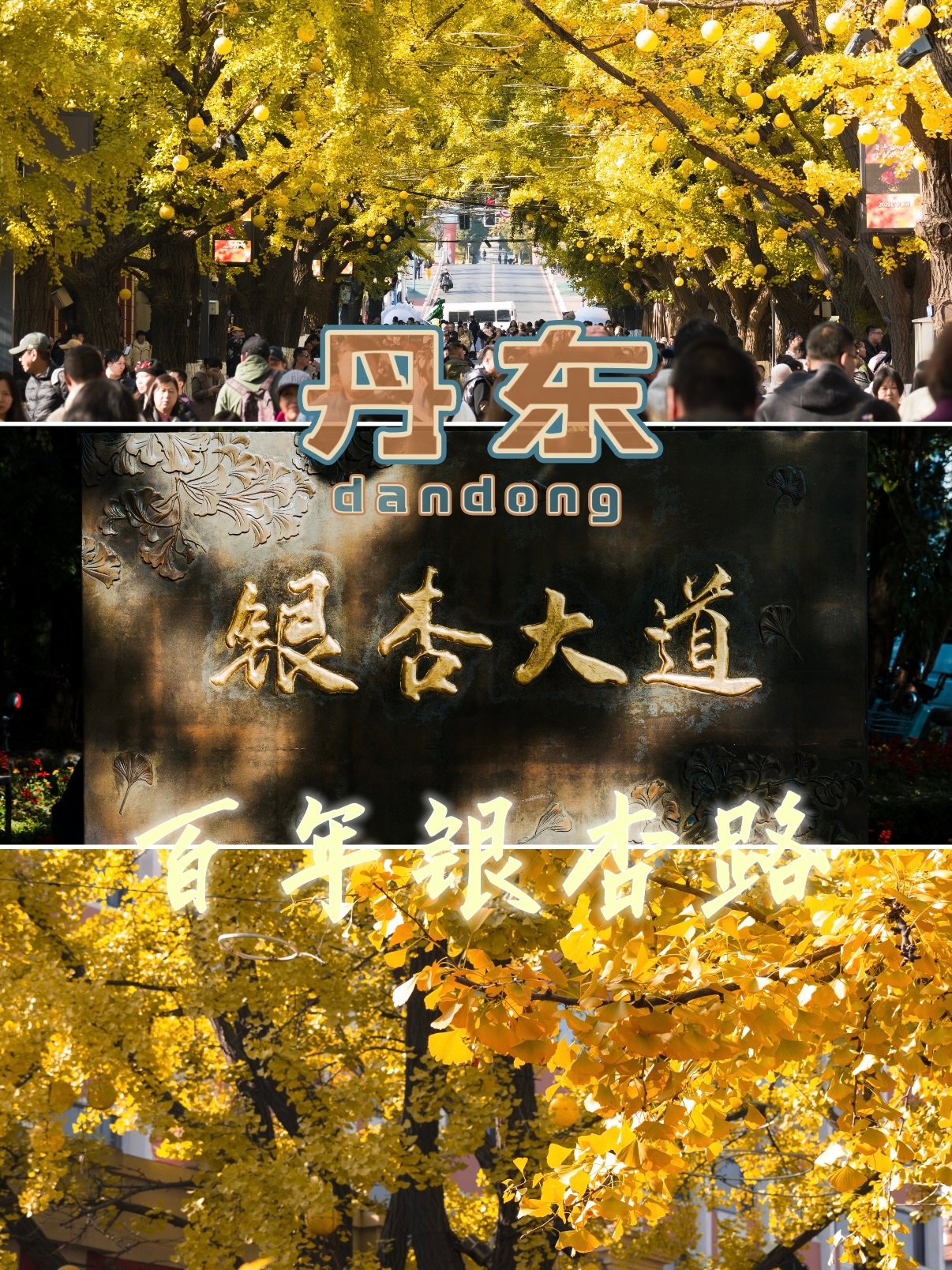 丹东银杏大道｜闯入秋日限定金色童话大道🍂