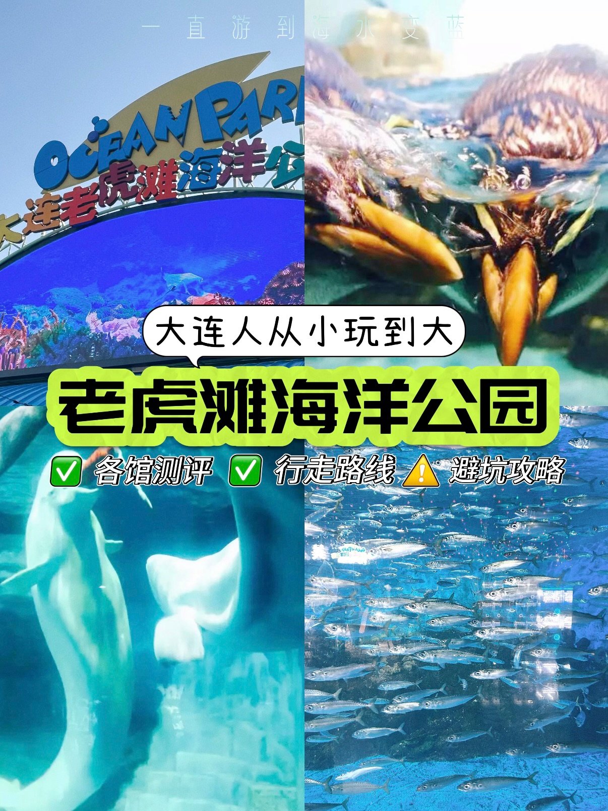 大连老虎滩海洋公园完整游玩攻略🐬