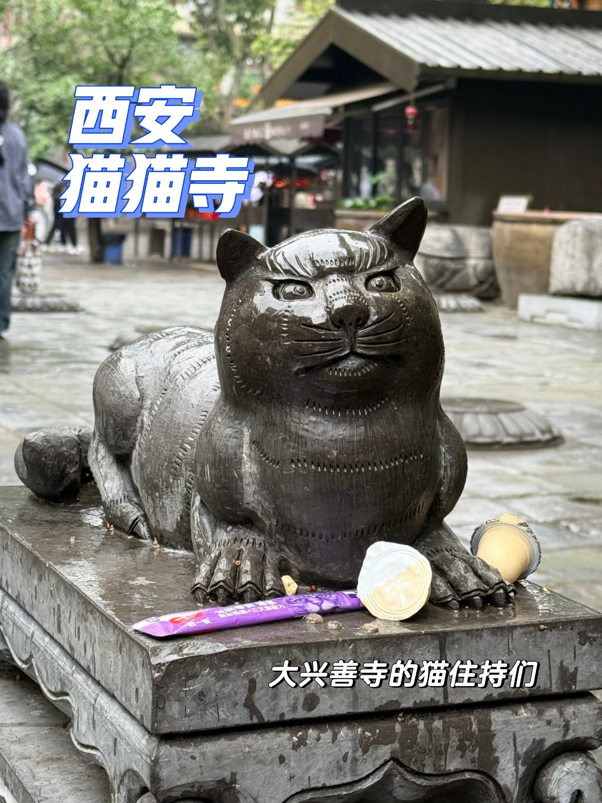 西安大兴善寺｜全网爆火猫猫寺太治愈🐱