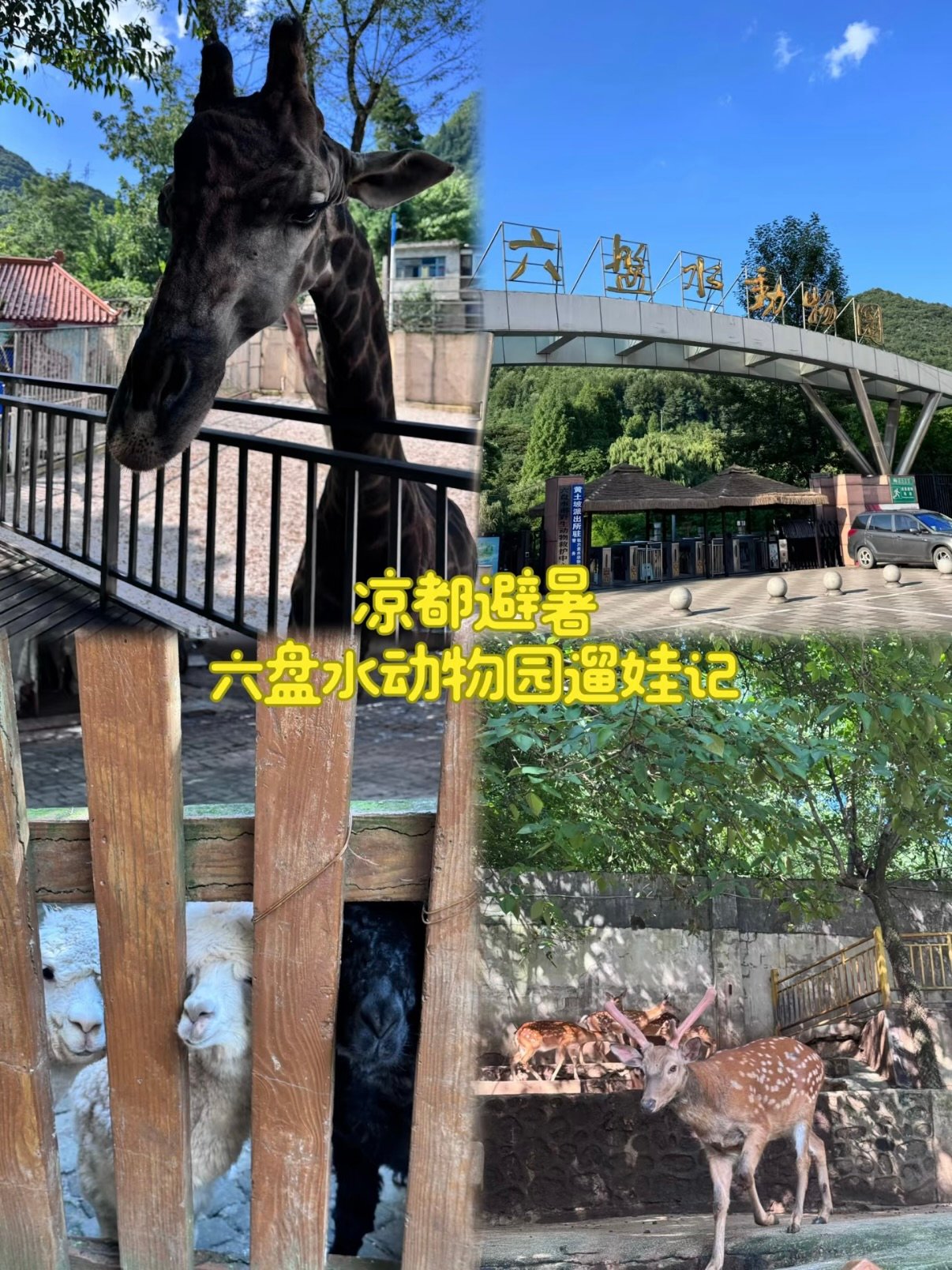 🦒 六盘水动物园｜凉都遛娃避暑好去处✨
