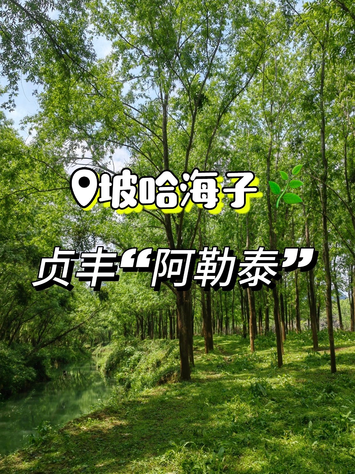 🌿 贞丰・坡哈海子｜藏在贵州的 “小阿勒泰”✨
