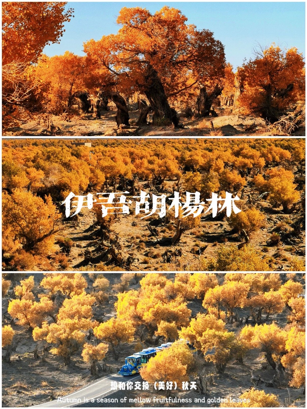 🍂 伊吾胡杨林｜把 4800 年的时光，酿成一场金色的童话✨