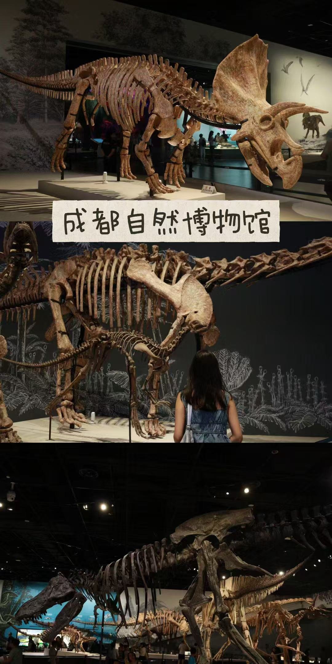 成都自然博物馆｜20块挖到宇宙级浪漫！