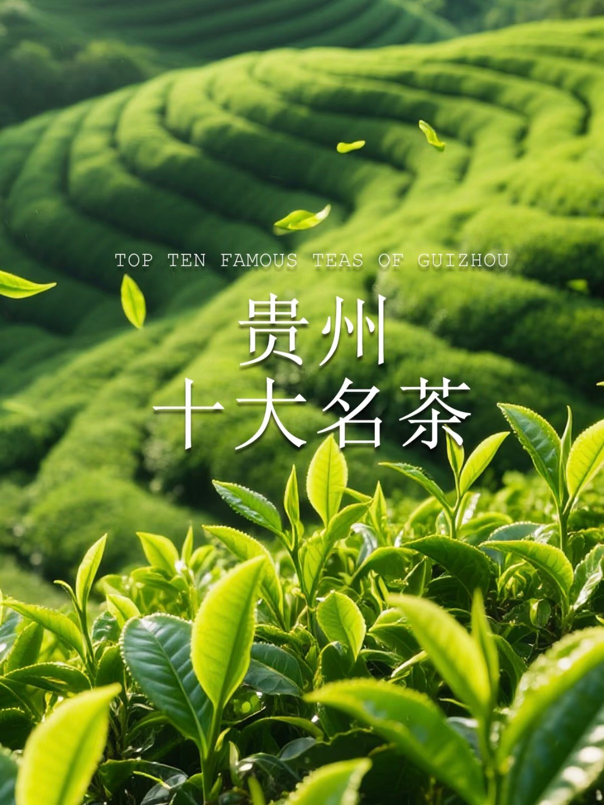 贵州十大名茶全品类科普✨