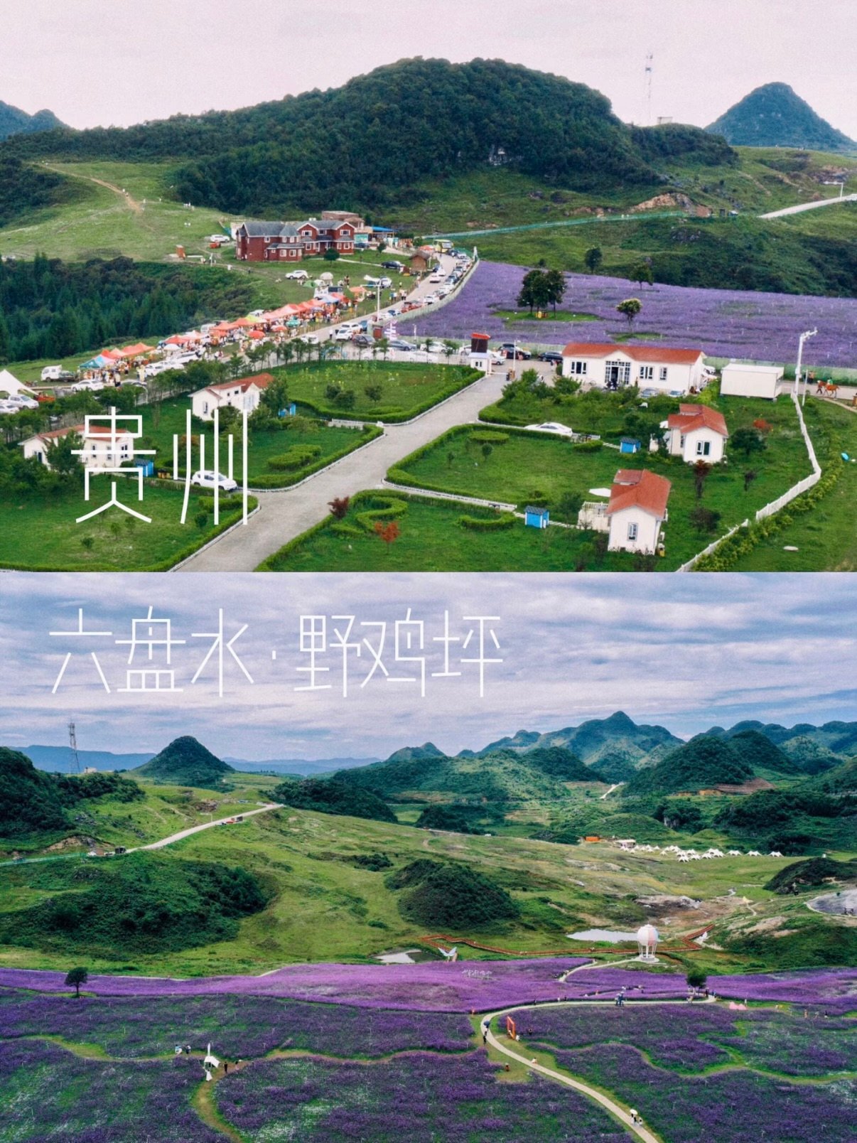 💐 六盘水野鸡坪｜云端之上的紫色花海秘境✨