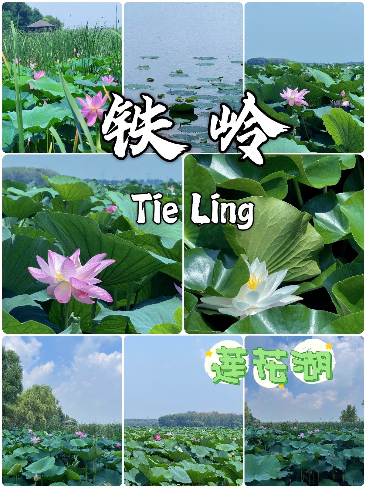 铁岭莲花湖湿地公园游玩攻略🪷