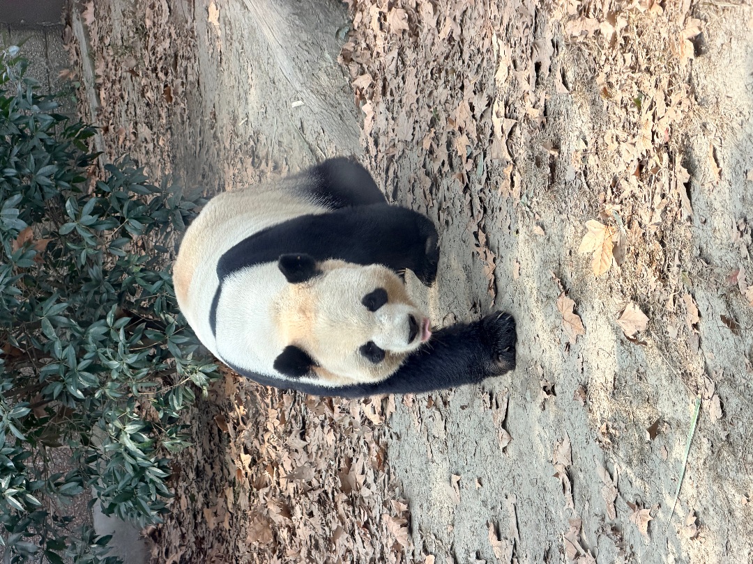 成都动物园｜20 元快乐天花板✨本地人私藏治愈乐园