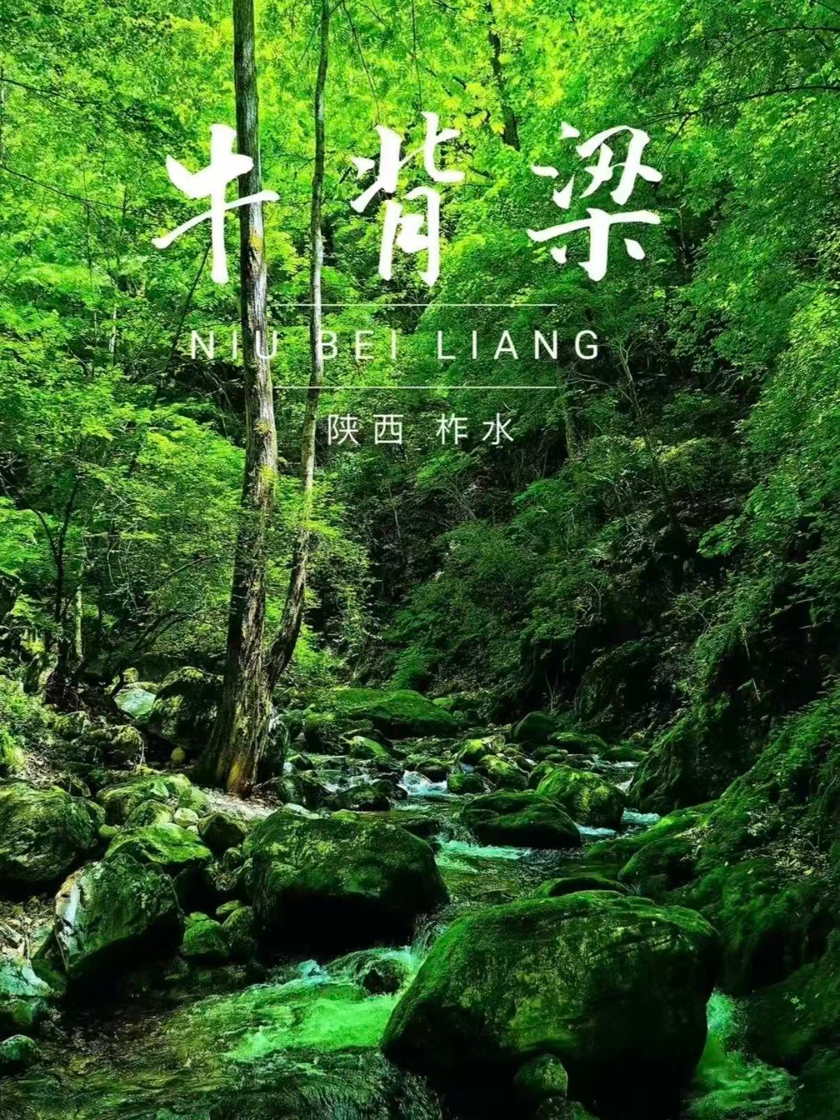 柞水牛背梁森林公园完整游玩攻略🌲