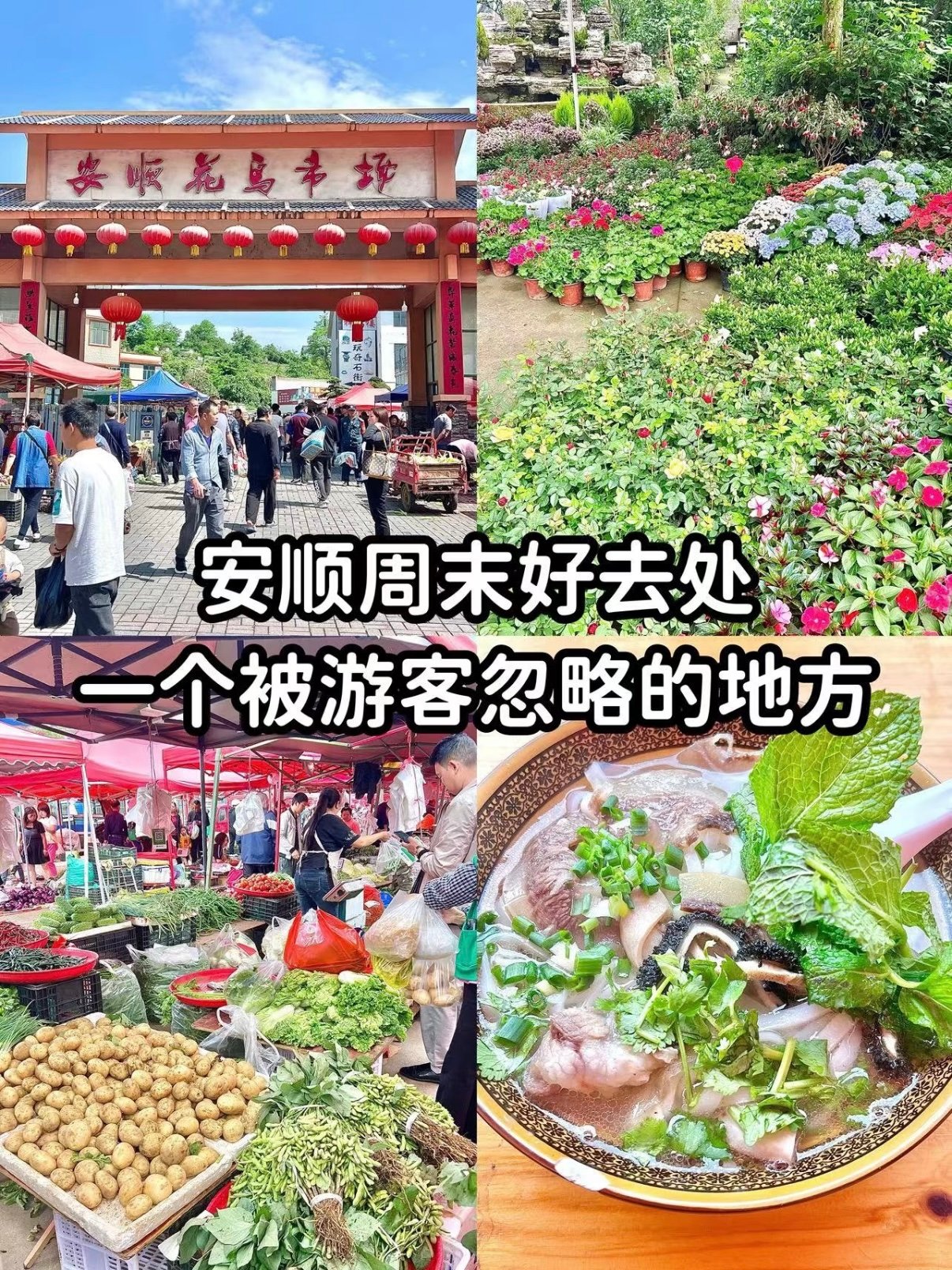 安顺花鸟市场｜本地人私藏周末烟火市集🌷