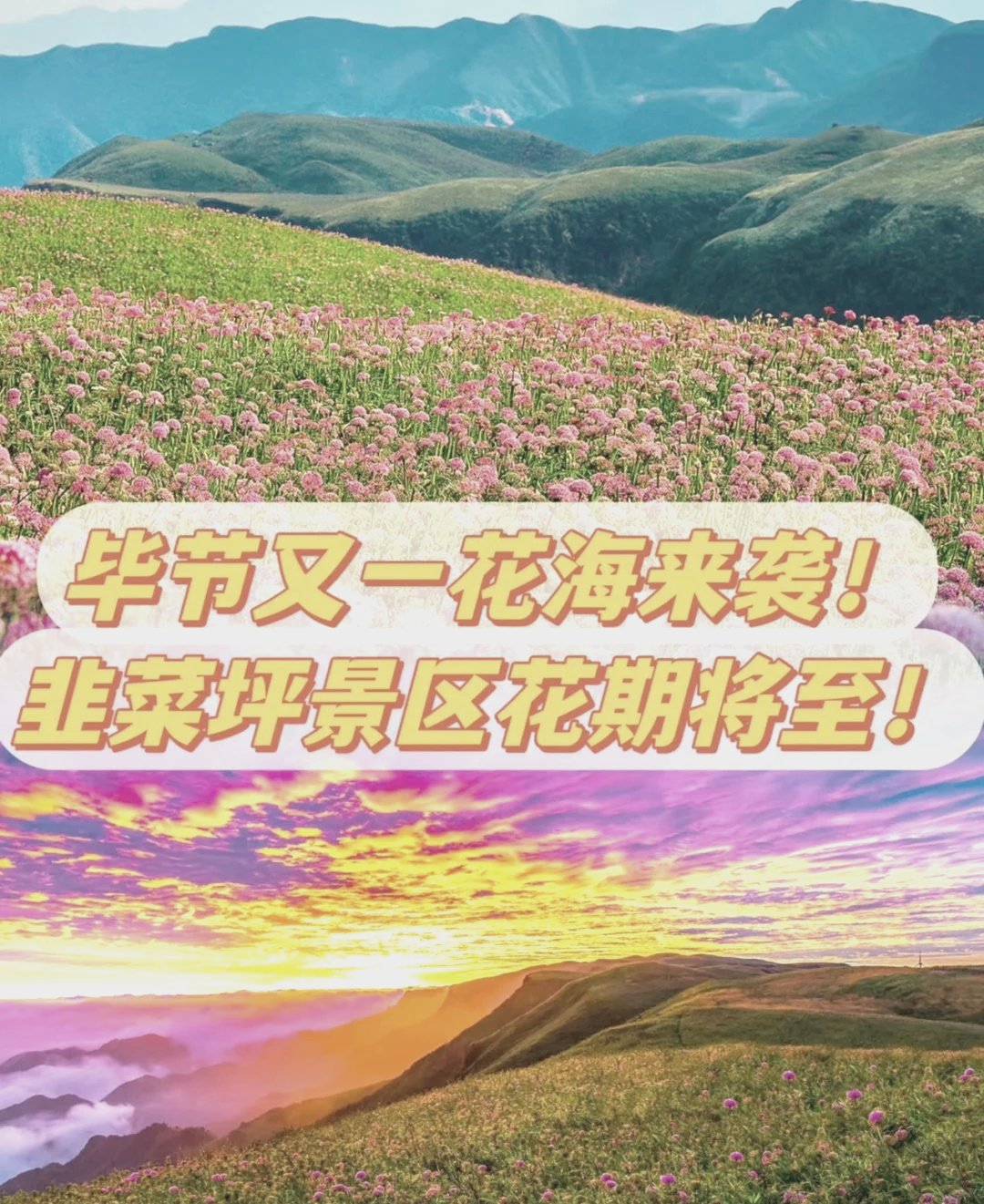 阿西里西・韭菜坪赏花全攻略✨