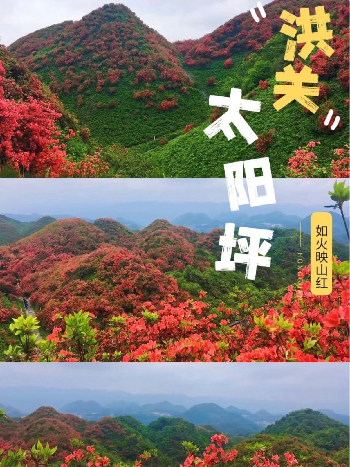 洪关太阳坪｜万亩杜鹃花海｜贵州春日宝藏山野🌺