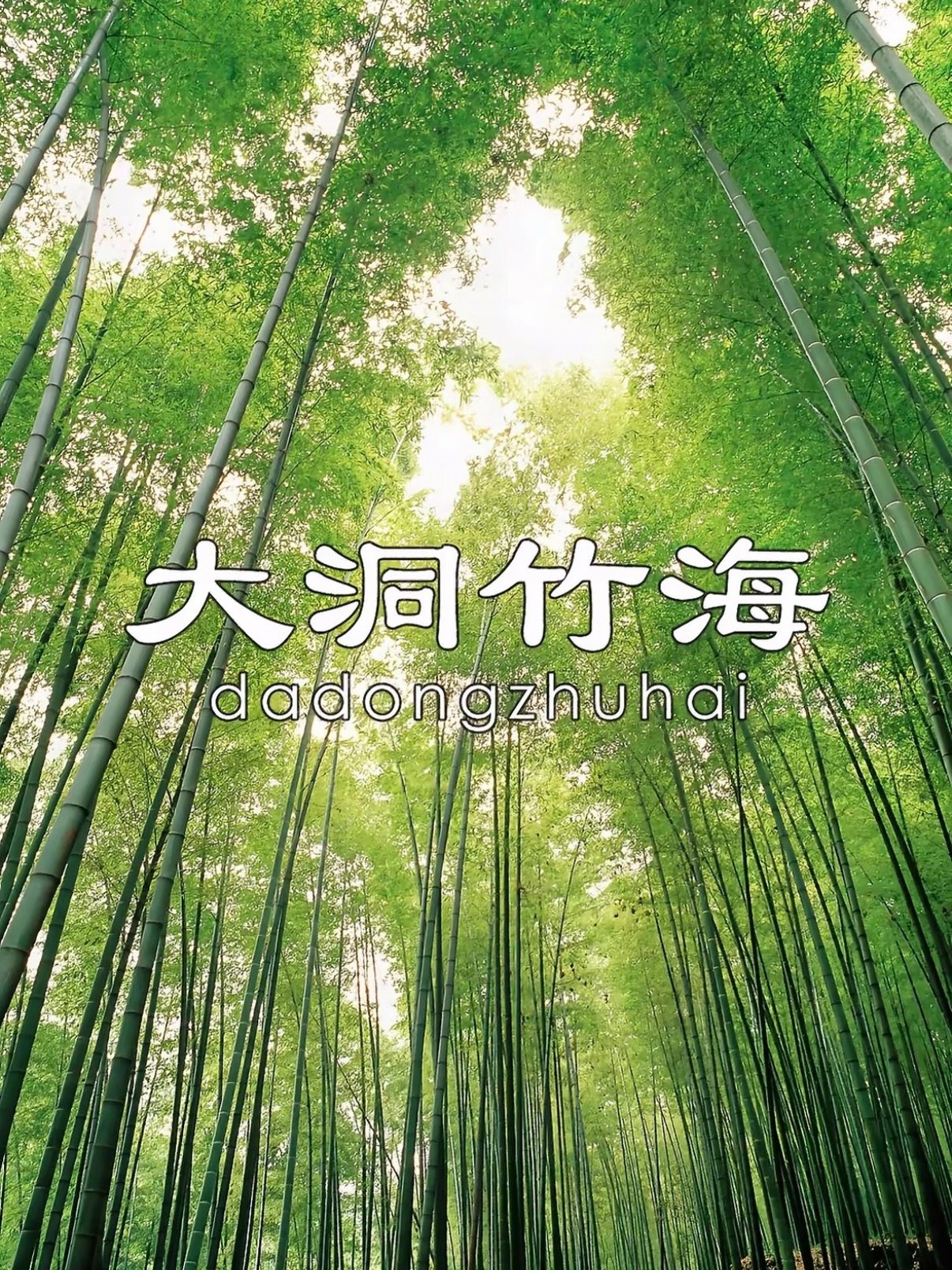 🎋 六盘水大洞竹海｜藏在凉都的天然氧吧✨