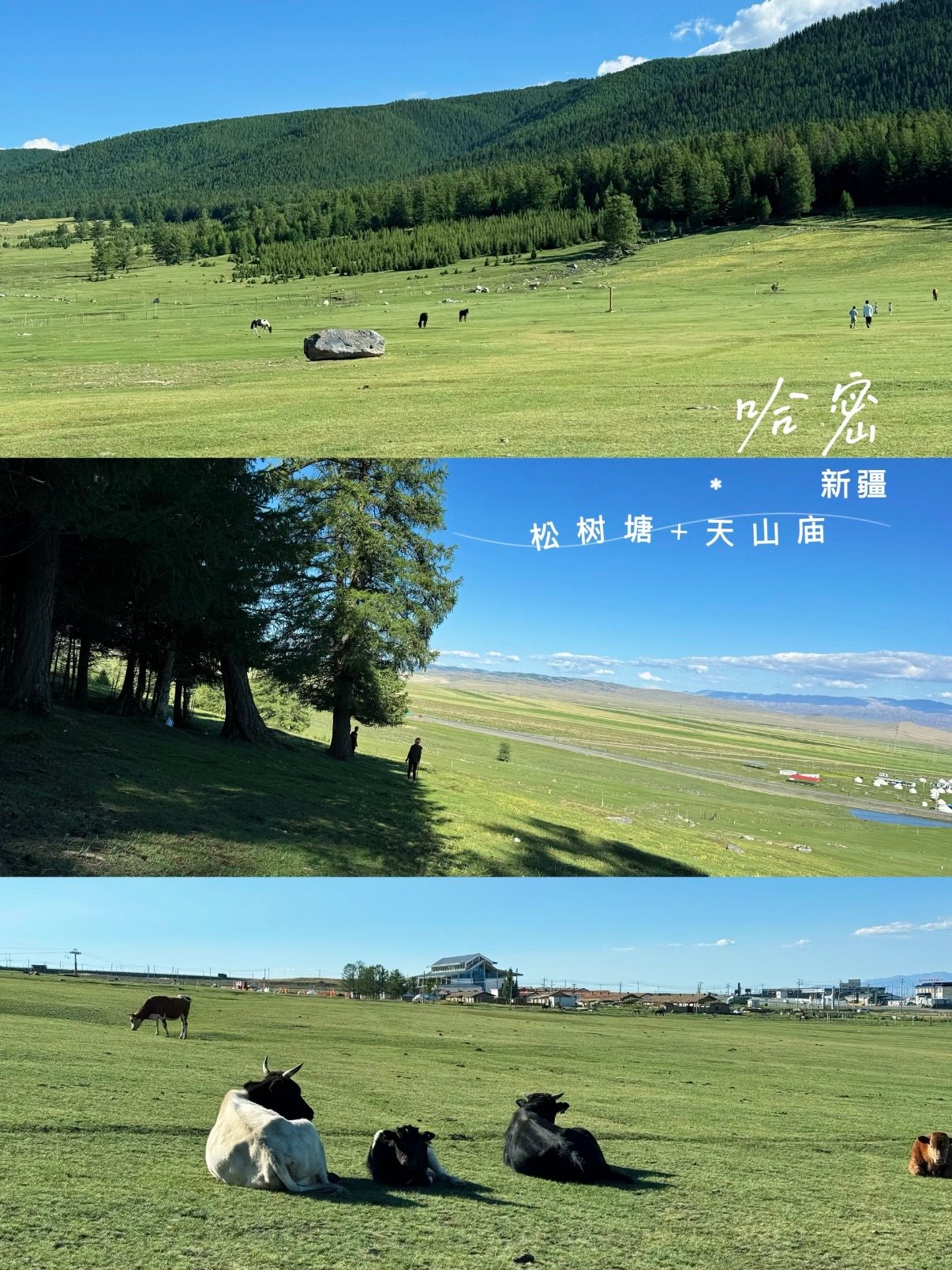 🌿新疆哈密｜在松树塘，我把夏天过成了宫崎骏动画✨