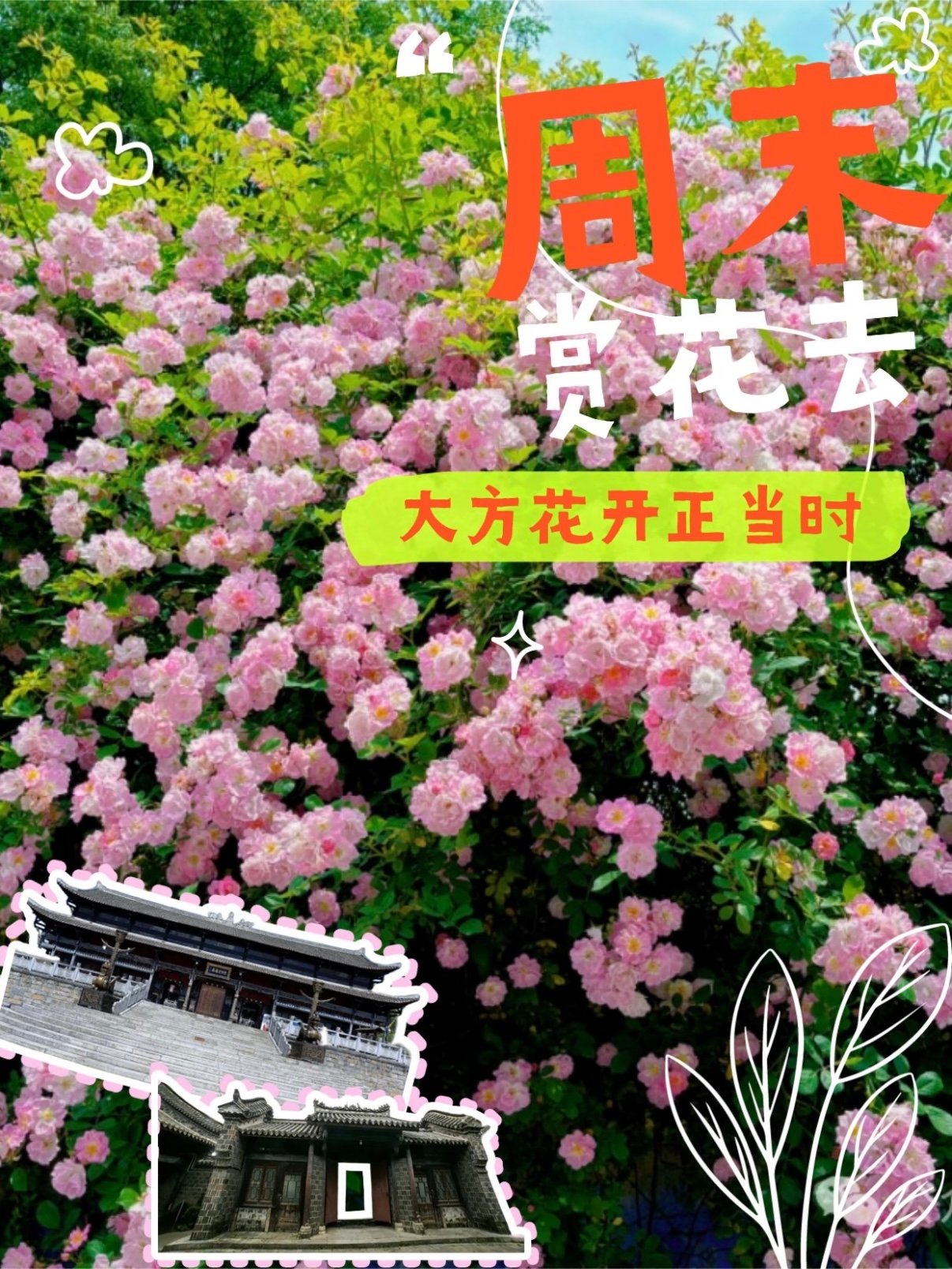 🌸 贵州大方｜周末赏花好去处，花开正当时