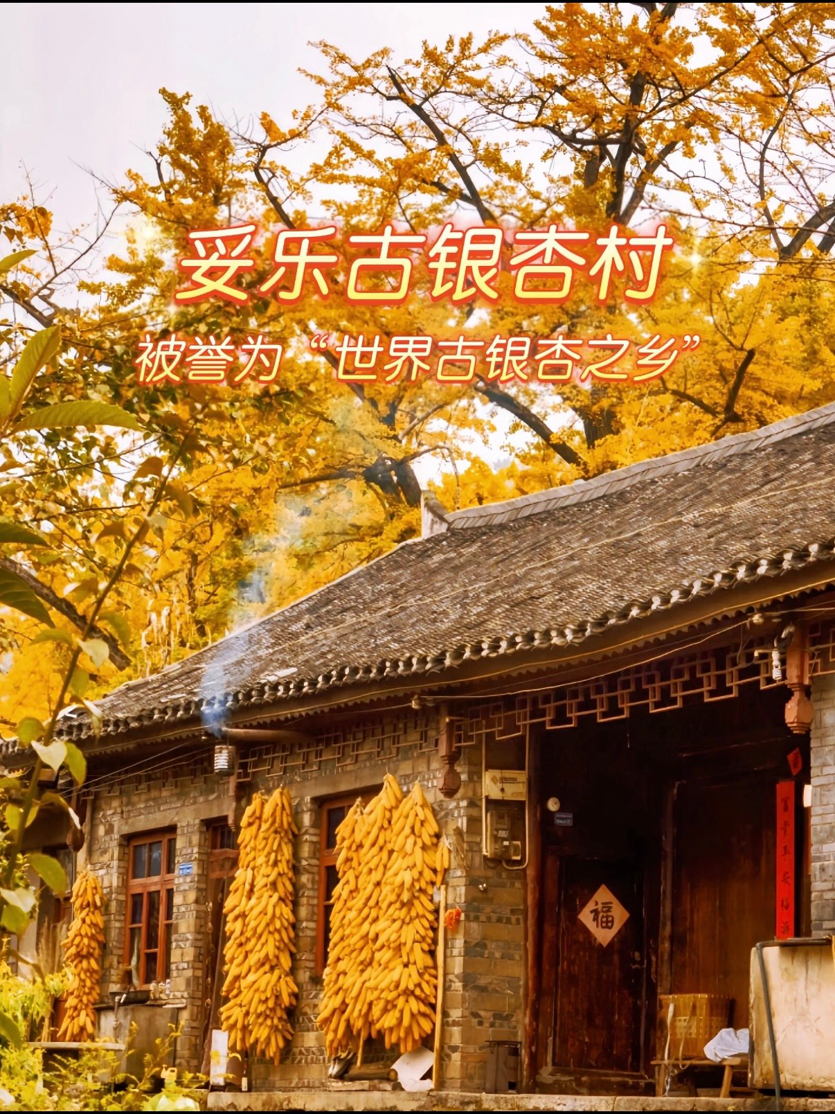 🍂 妥乐古银杏村｜世界古银杏之乡的秋日童话✨