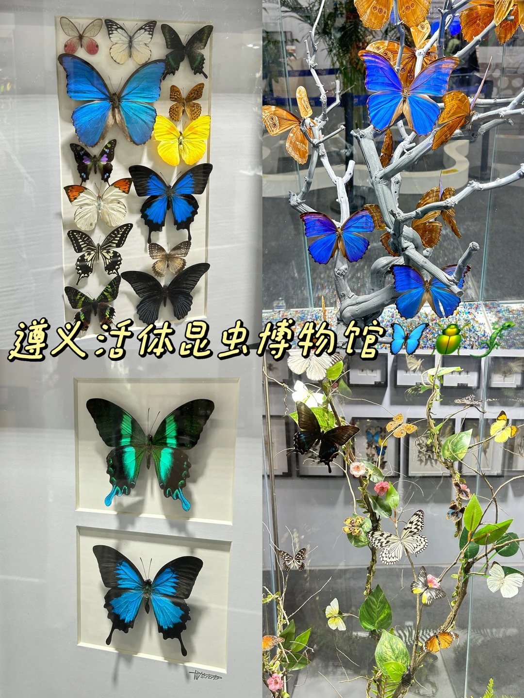 遵义活体昆虫博物馆｜亲子研学游玩指南🦋