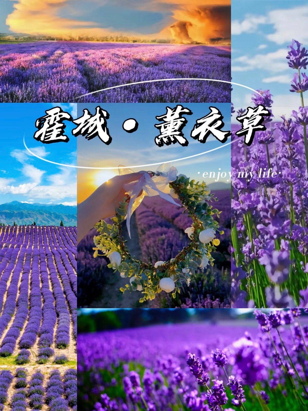 🌿 新疆霍城薰衣草｜紫色浪漫秘境攻略