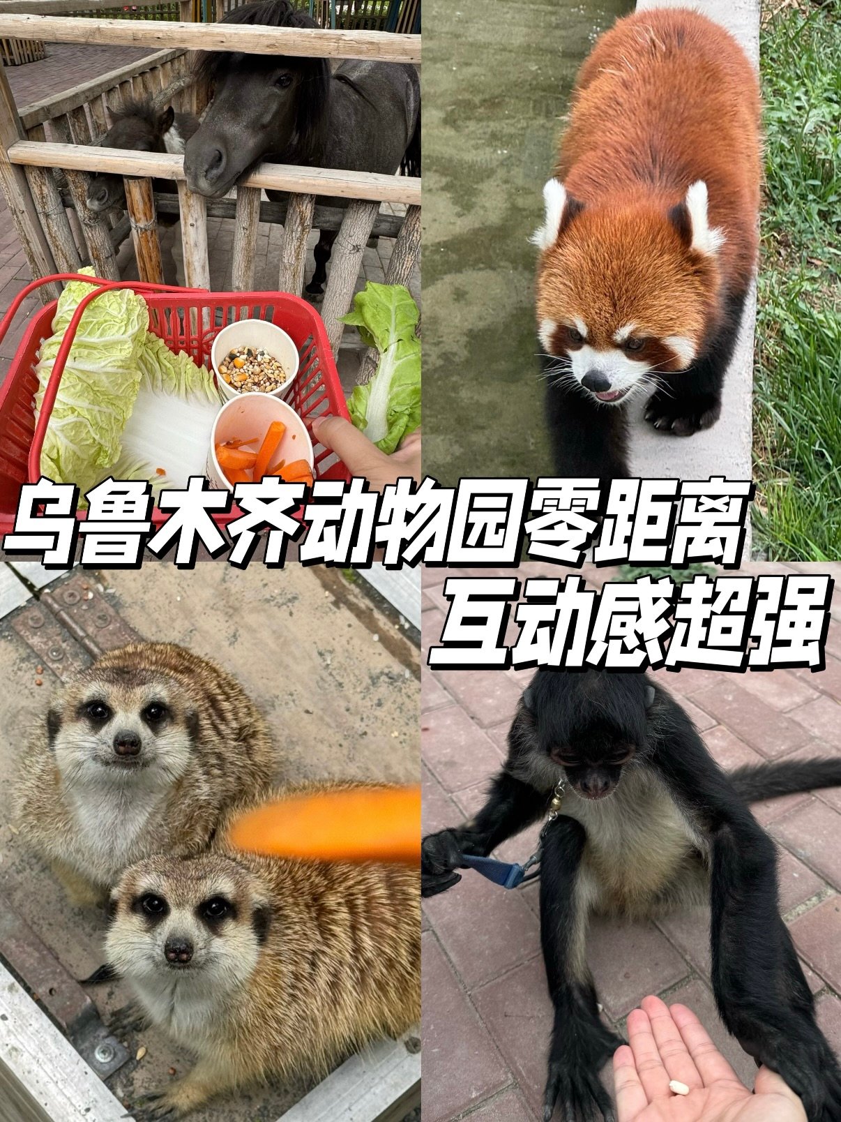 🐼 乌鲁木齐动物园｜超治愈的近距离互动体验