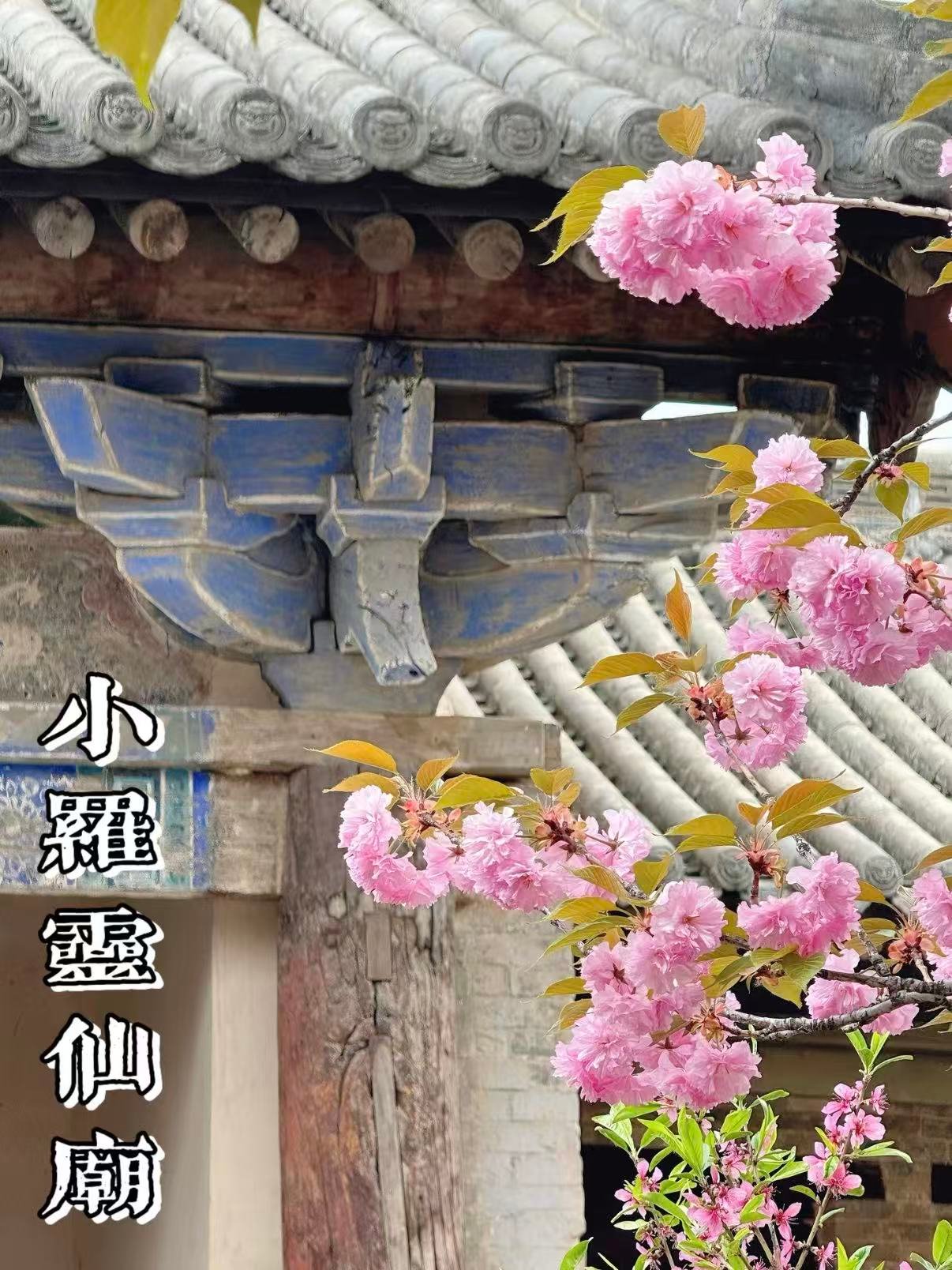 小罗灵仙庙｜古建樱花同框出圈｜晋东南小众明代古庙打卡指南