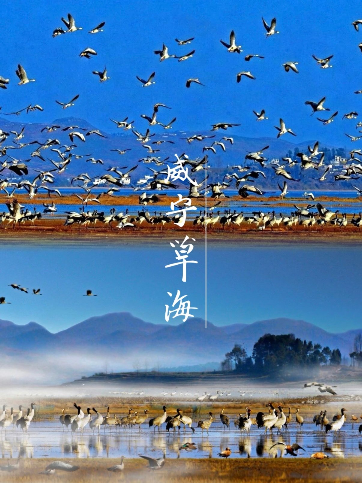 🦢 威宁草海｜高原上的候鸟天堂
