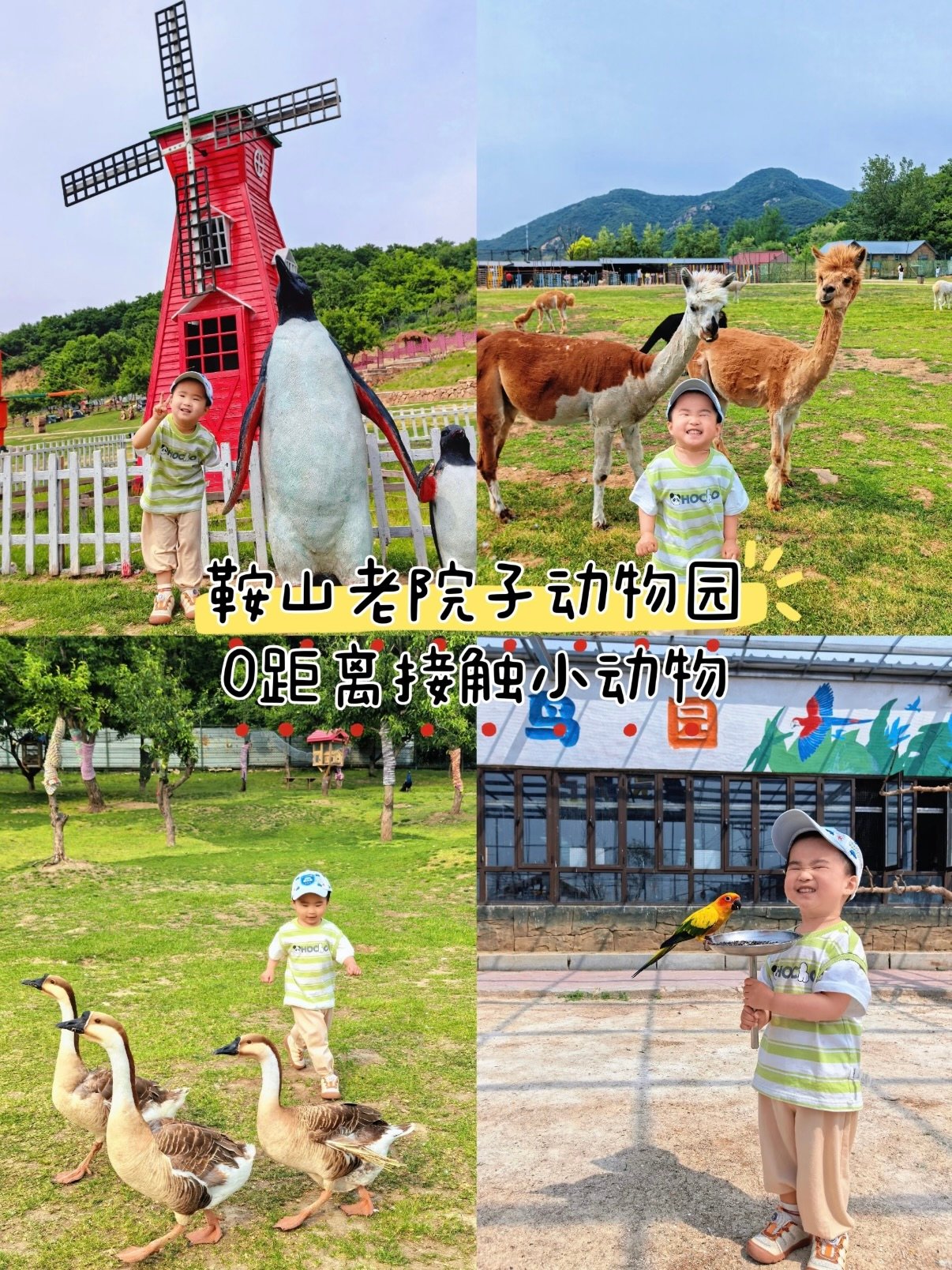 鞍山遛娃宝地｜老院子动物园亲子一日游🦙