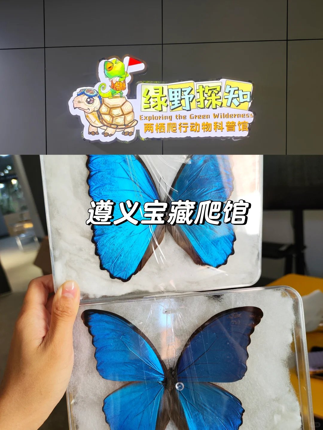 绿野探知・两栖爬行动物科普馆｜遵义亲子研学爬宠馆攻略🦎