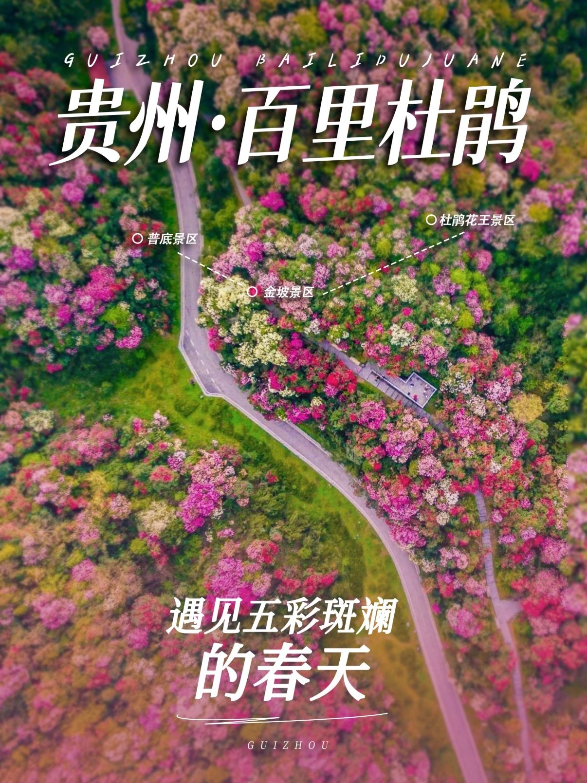 🌺 贵州百里杜鹃｜遇见五彩斑斓的春天