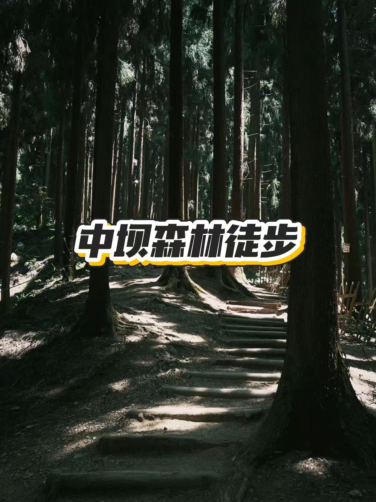 中坝森林徒步🌲成都周边新手友好路线