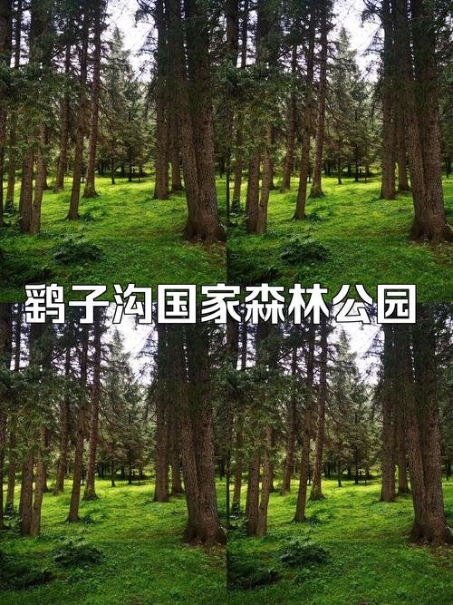 大通鹞子沟🌲｜林海草甸・休闲秘境