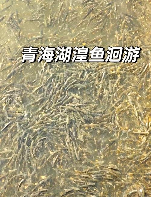 湟鱼料理🐟｜青海湖特产・肉质细嫩