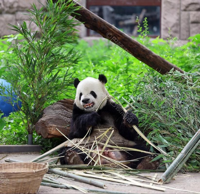 北京动物园🐼｜萌宠天堂，亲子必打卡