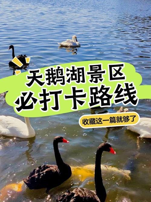 三门峡天鹅湖🦢｜冬日精灵・西伯利亚来客