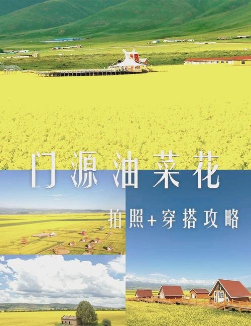 门源油菜花海🌼｜百里金色海洋・夏日限定浪漫