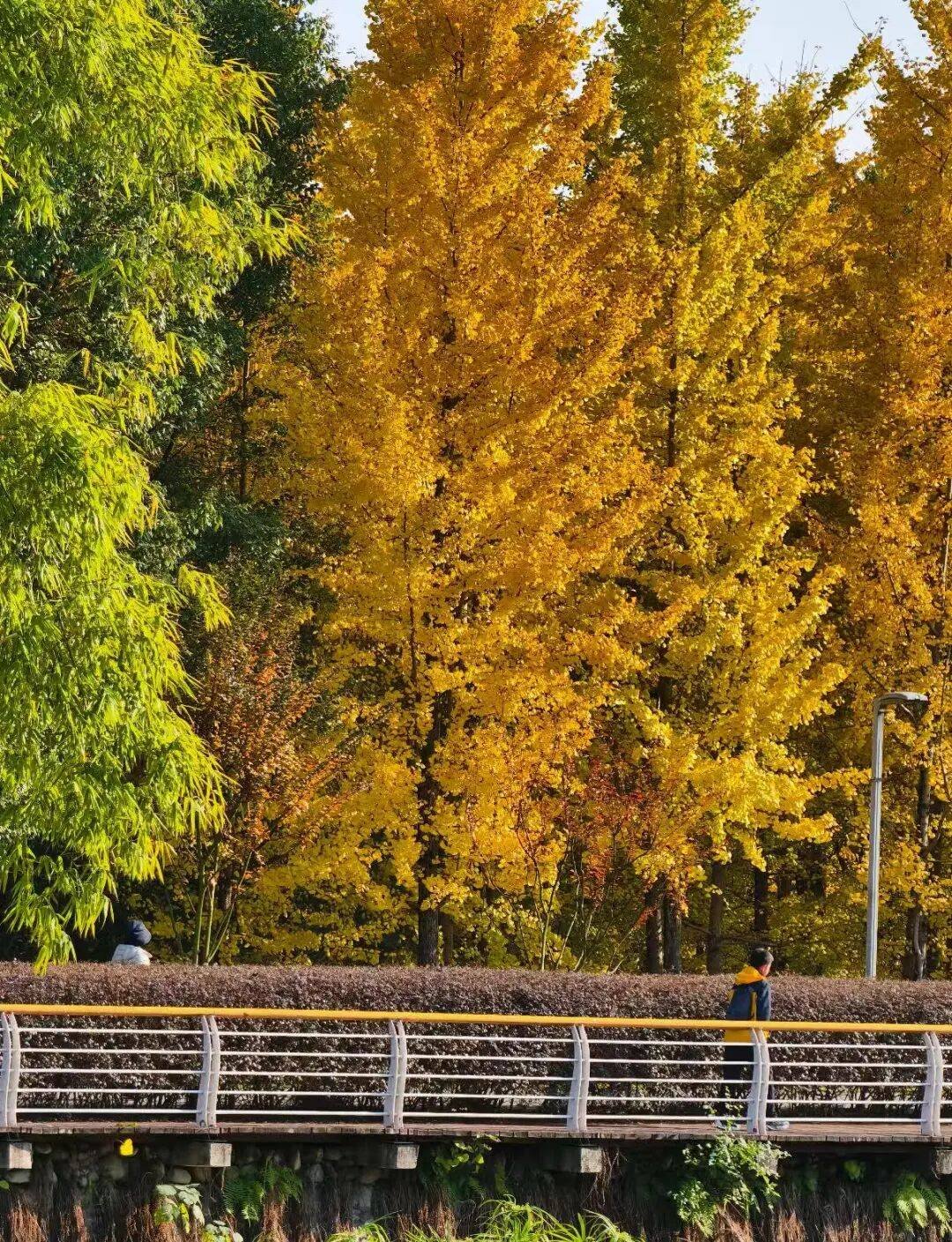 中国传媒大学・梧桐大道🍂｜秋日限定・金色浪漫
