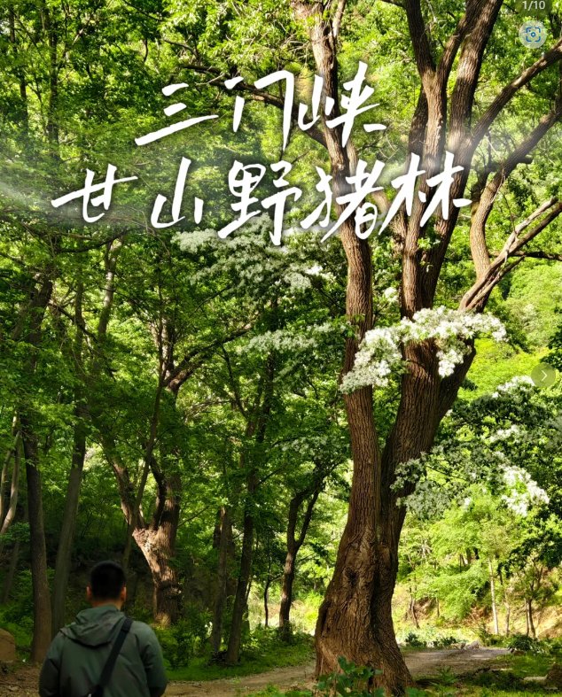 三门峡甘山森林公园🍁｜红叶秘境・森林童话