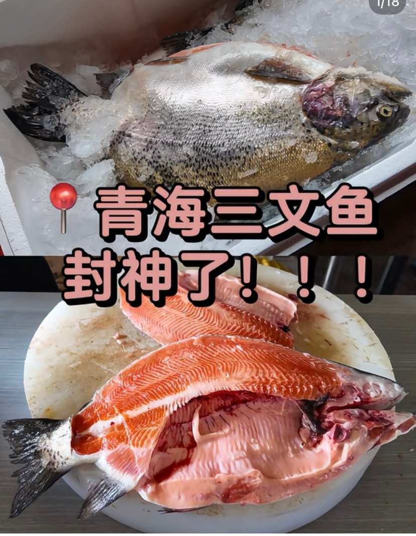 龙羊峡三文鱼🐟｜高原冷水鱼·鲜掉眉毛