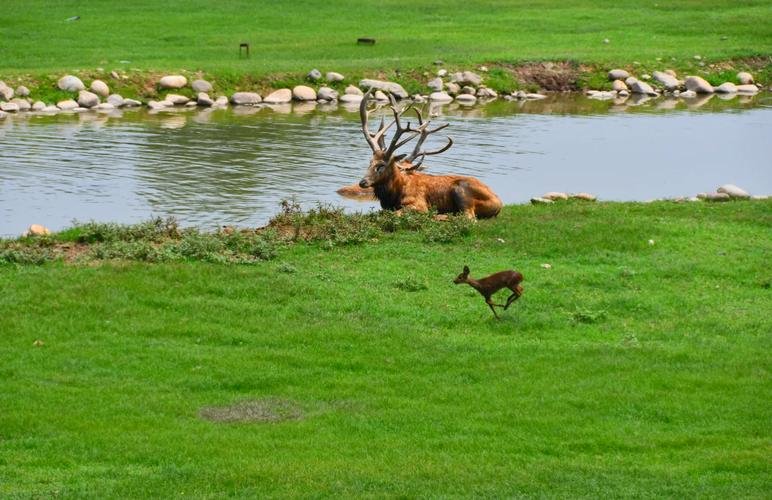 南海子公园🦌｜北京小阿勒泰・麋鹿天堂
