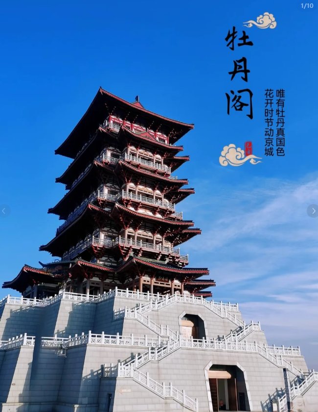 洛阳牡丹阁🌸｜国色天香沉浸式赏牡丹