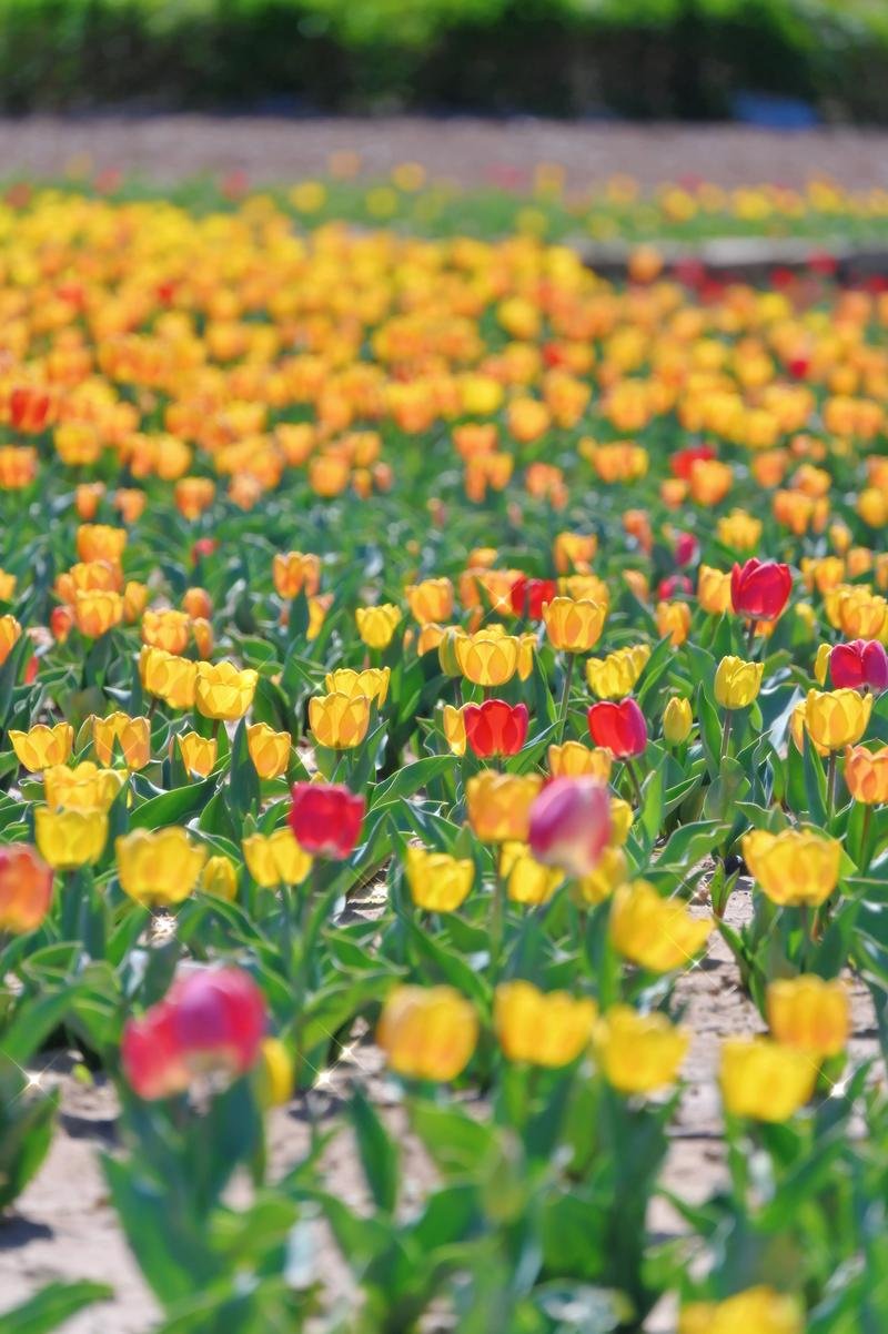 丰台花园🌷｜城市小众公园・湖光山色