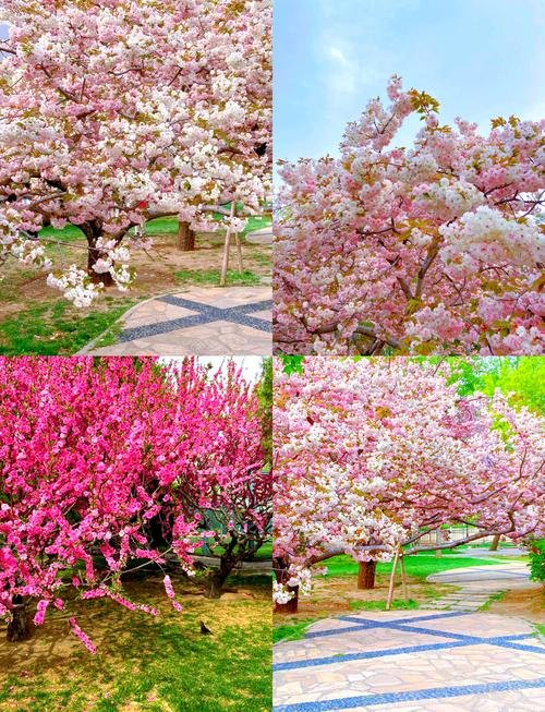 北京植物园🌸｜西山脚下・植物天堂