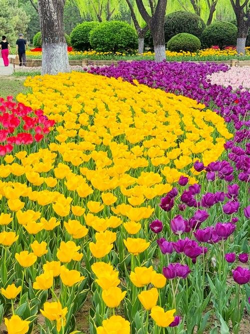 朝阳公园🌷｜城市绿洲，亲子游玩好去处